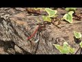 mating insects