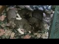 Grandmother's Kittens