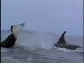 The killer whale The killer whale
