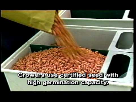 how to fertilize peanuts