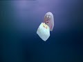 The Animals Save the Planet - Romancing The Bag