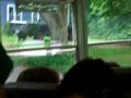 Joey running after our bus