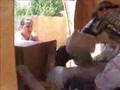Pastor Belga Malinois video