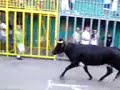Gata de Gorgos Bullrunning 2