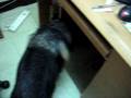 videos de German Shepherd Baby Drago