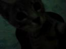 o gato sheide locura