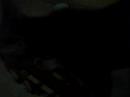 o gato sheide locura