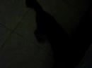 o gato sheide locura