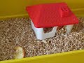 Our new pet hamster- Part 2