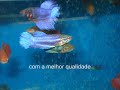 AMAZÔNIA PEIXES ORNAMENTAIS