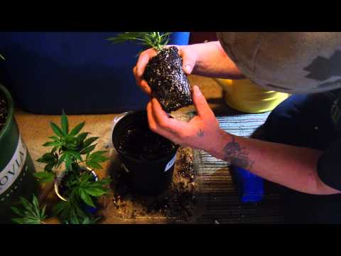 how to replant my weed plant