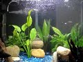 Essa é a nova arrumação do Aquário da Sala...Novos peixes.. novo layout.. e finalmente... meu Labeo Bicolor.... colorido... 