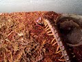 Scolopendra subspinipes feeding