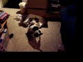 Cat Fight Cat Fight