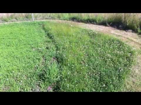 how to plant clover