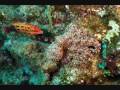 Click here to watch this video Baja Marine Extreme