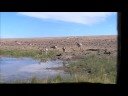 Antelope You Tube