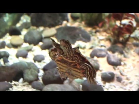 YouTube reptile video