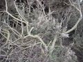terrier rabbiting pt1