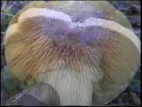 The Fabulous Fungi