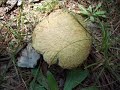 The Fabulous Fungi