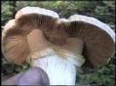 The Fabulous Fungi