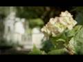 videos de Campanha Aracruz 40 anos