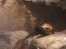 Otter eating at the Wild Center