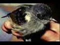 Olho de Fogo - Pyriglena leucoptera