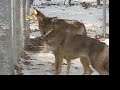 Wolves at Beardsley Zoo Wolves at Beardsley Zoo