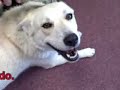 *ADOPTED* Sage 5425388 Humane Society Colorado Adopt