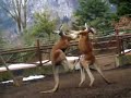 boxing-kangaroo.html