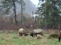 Klamath Elk Fight