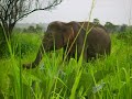 Elephant Walk