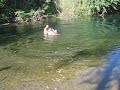 biljani ljeto 2007