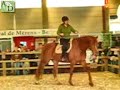 AND Riding clinic at Flanders Horse Expo by Josepha Guillaume AND Riding clinic at Flanders Horse Expo by Josepha Guillaume