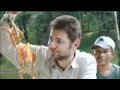 Piranha vs. Dead Chicken