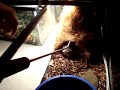 Gaboon Viper Gaboon Viper