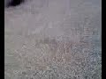 Rotating Camera Backflip - foto 3