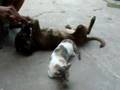 Funny video : Female Cat(Shylo) in heat with dog(Piolo) t