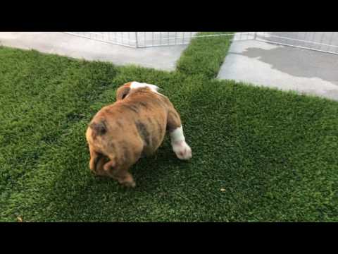 AKC Red Brindle Bulldog