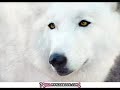 a song  dedicated to the wolves
