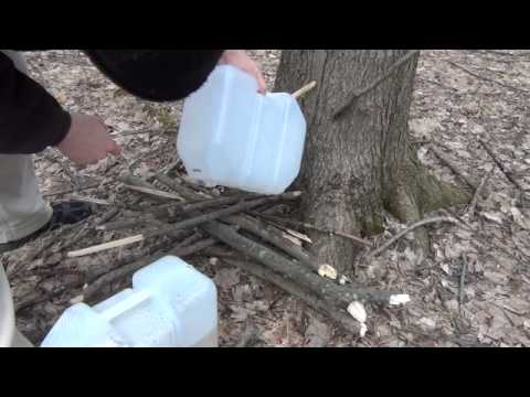 how to harvest maple syrup