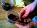Pterinochilus murinus pack opening