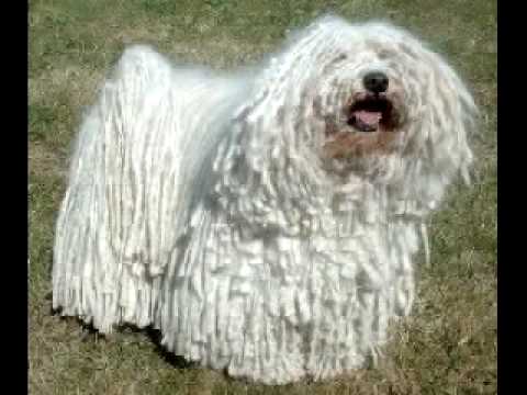 Puli