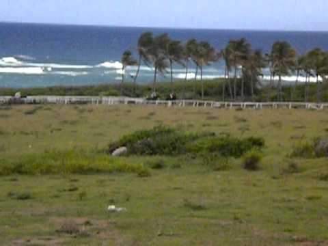 racing results cheltenham