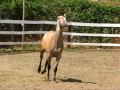 ALANA, FILLY, ANDALUSIAN, ARRIETA FRIESIANS