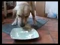 Labrador mange une cr�pe
