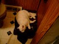 眠りネコ動画