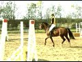 Vivas Gentleman Trav